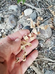 Asclepias prostrata