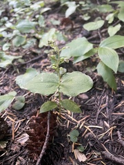 Neottia banksiana
