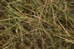 Chloris divaricata cynodontoides