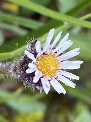 Erigeron humilis