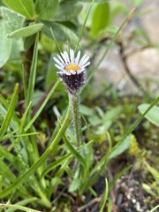 Erigeron humilis