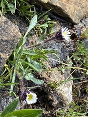 Erigeron humilis