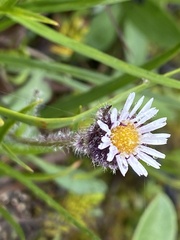 Erigeron humilis