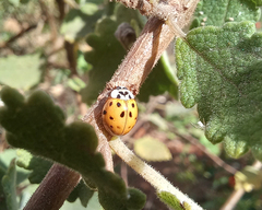 Harmonia axyridis