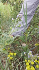 Polemonium foliosissimum
