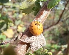 Harmonia axyridis