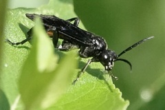Macrophya cinctula