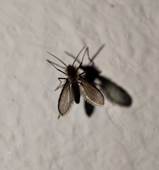Phlebotominae