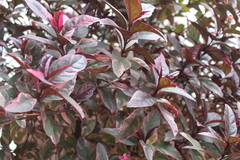 Pseuderanthemum carruthersii