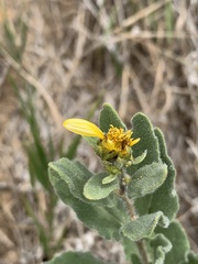 Iva axillaris