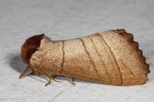 Yellow-necked Caterpillar Moth photo 5