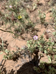 Ipomoea costellata