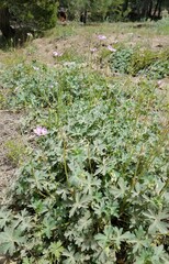 Sidalcea ranunculacea