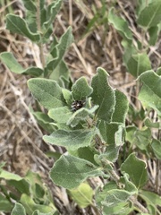 Iva axillaris