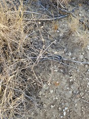 Physaria thamnophila