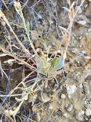 Physaria thamnophila