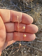 Physaria thamnophila