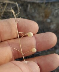 Physaria thamnophila