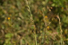 Sorghum × drummondii