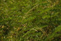 Sorghum × drummondii