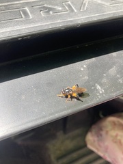 Chalcosyrphus curvaria