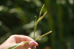 Paspalum fimbriatum