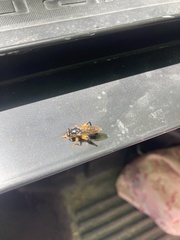 Chalcosyrphus curvaria