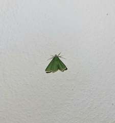 Geometridae