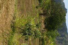 Sorghum × drummondii