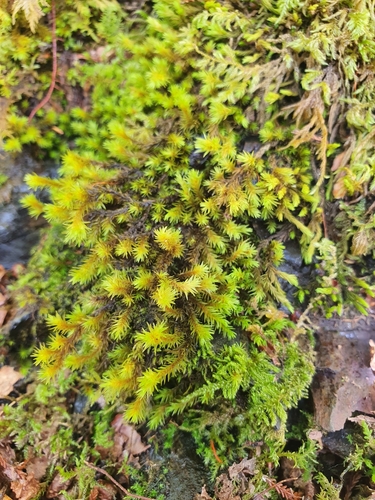Image of Racomitrium aquaticum by no rights reserved