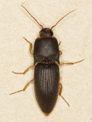 Heteroderes amplicollis