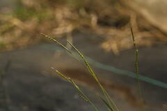Eriochloa