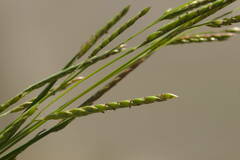 Eriochloa