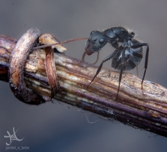 Camponotus