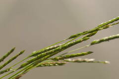 Eriochloa
