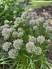 Allium senescens