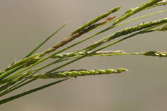 Eriochloa