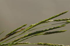 Eriochloa