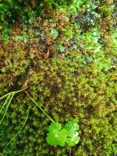 Image of Chionoloma tenuirostre by no rights reserved