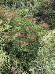 Sambucus canadensis