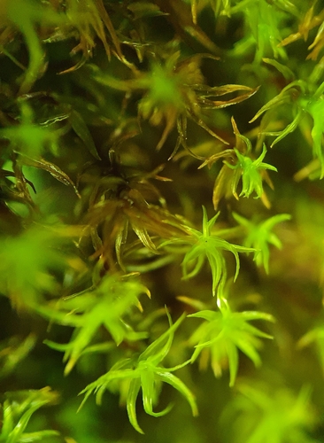 Image of Chionoloma tenuirostre by no rights reserved