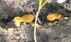 Phaeohelotium baileyanum