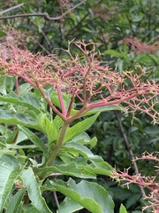 Sambucus canadensis