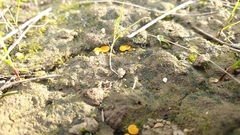 Phaeohelotium baileyanum