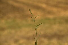 Eriochloa