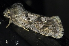 Acrolophus arizonellus