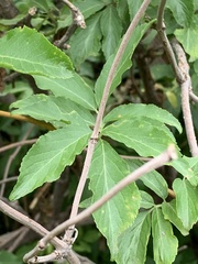 Sambucus canadensis