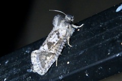 Acrolophus arizonellus