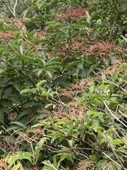 Sambucus canadensis