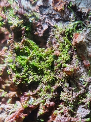 Microlejeunea ulicina